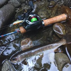 新緑の渓でアマゴと戯れる ～長良川水系～